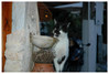 Kat aan de Ouzo